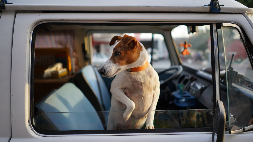 Voyager avec un chien en van aménagé